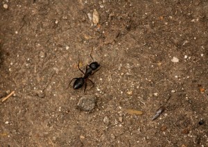 ant control brandon fl